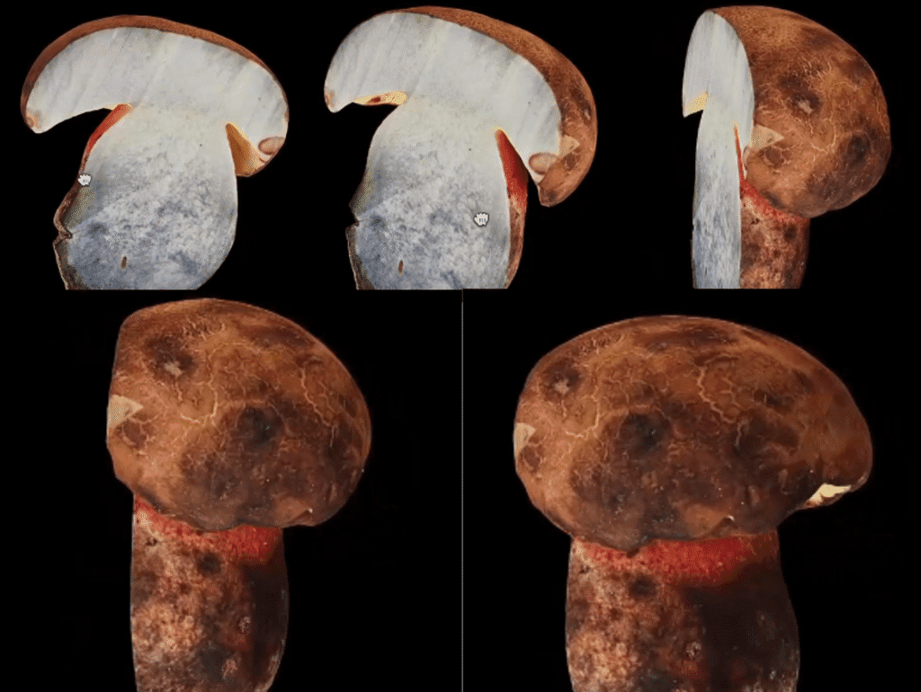 China launches 3D wild mushroom database for safer foraging