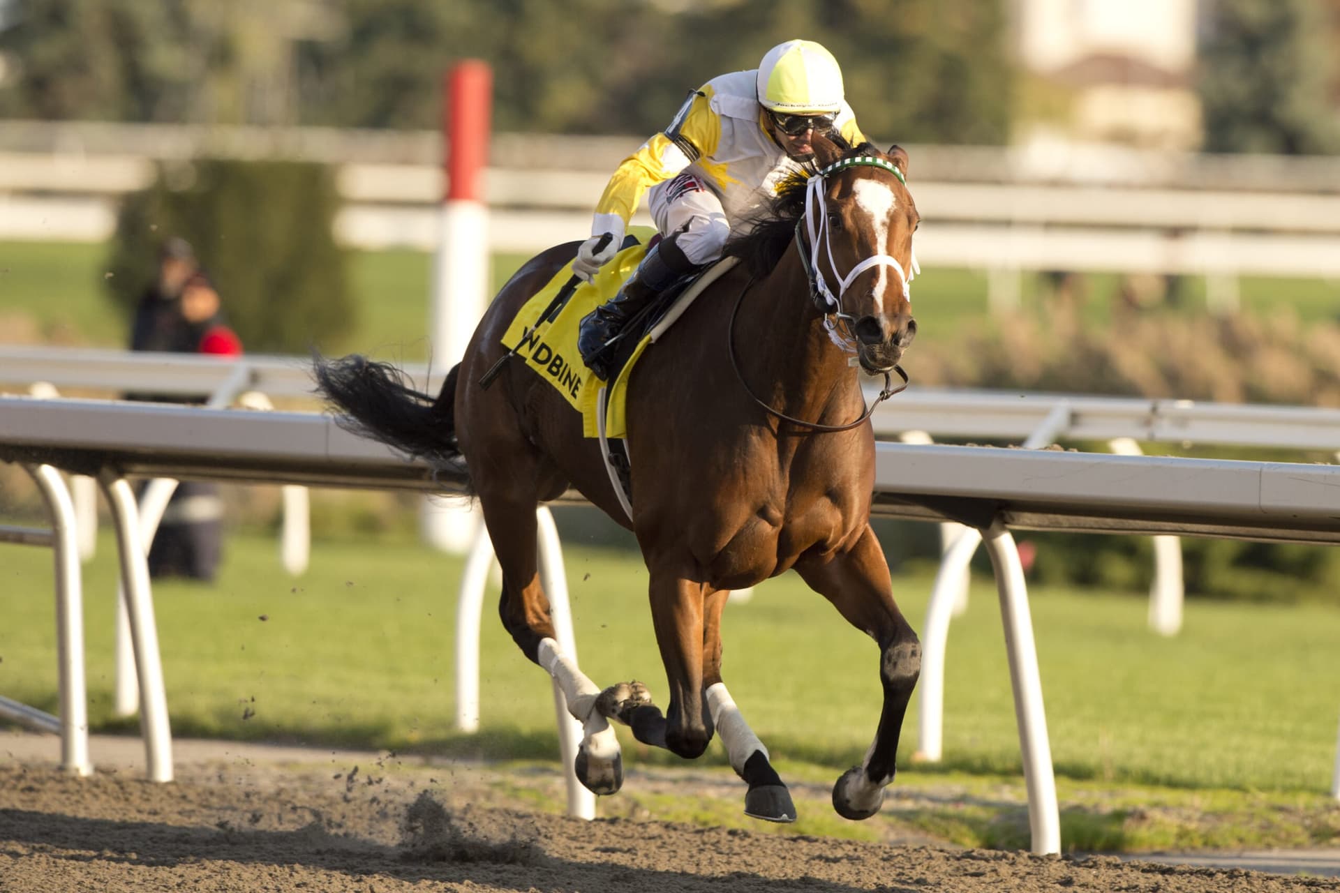 Dixie Law returns in Ruling Angel Stakes, opens sophomore campaign at Woodbine