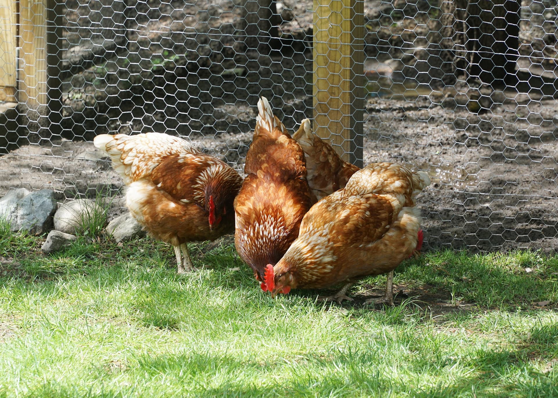 Mississippi State warns backyard chicken owners about deadly heat stress