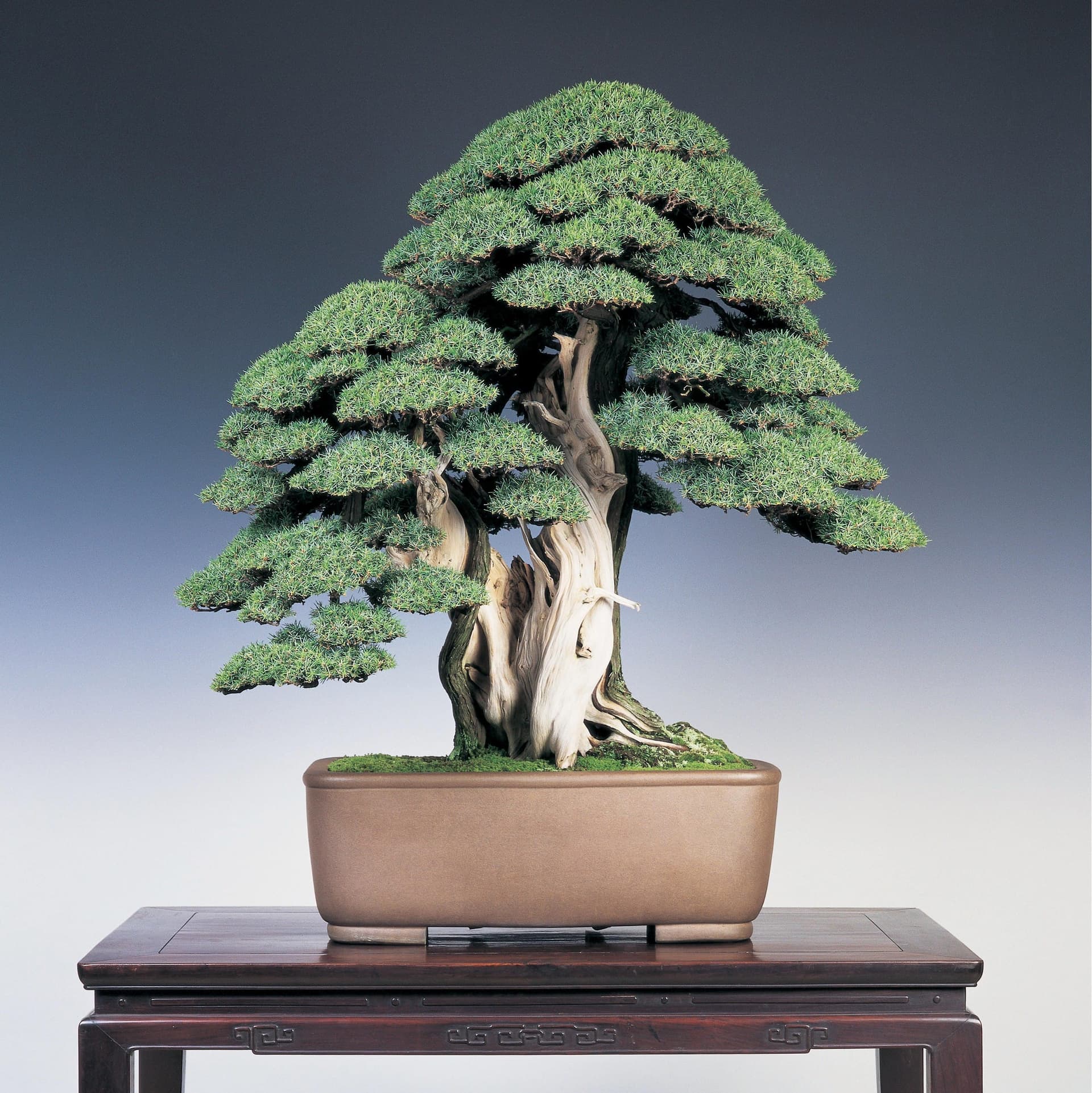 Portland Japanese Garden bonsai talk with Shinji Suzuki sells out