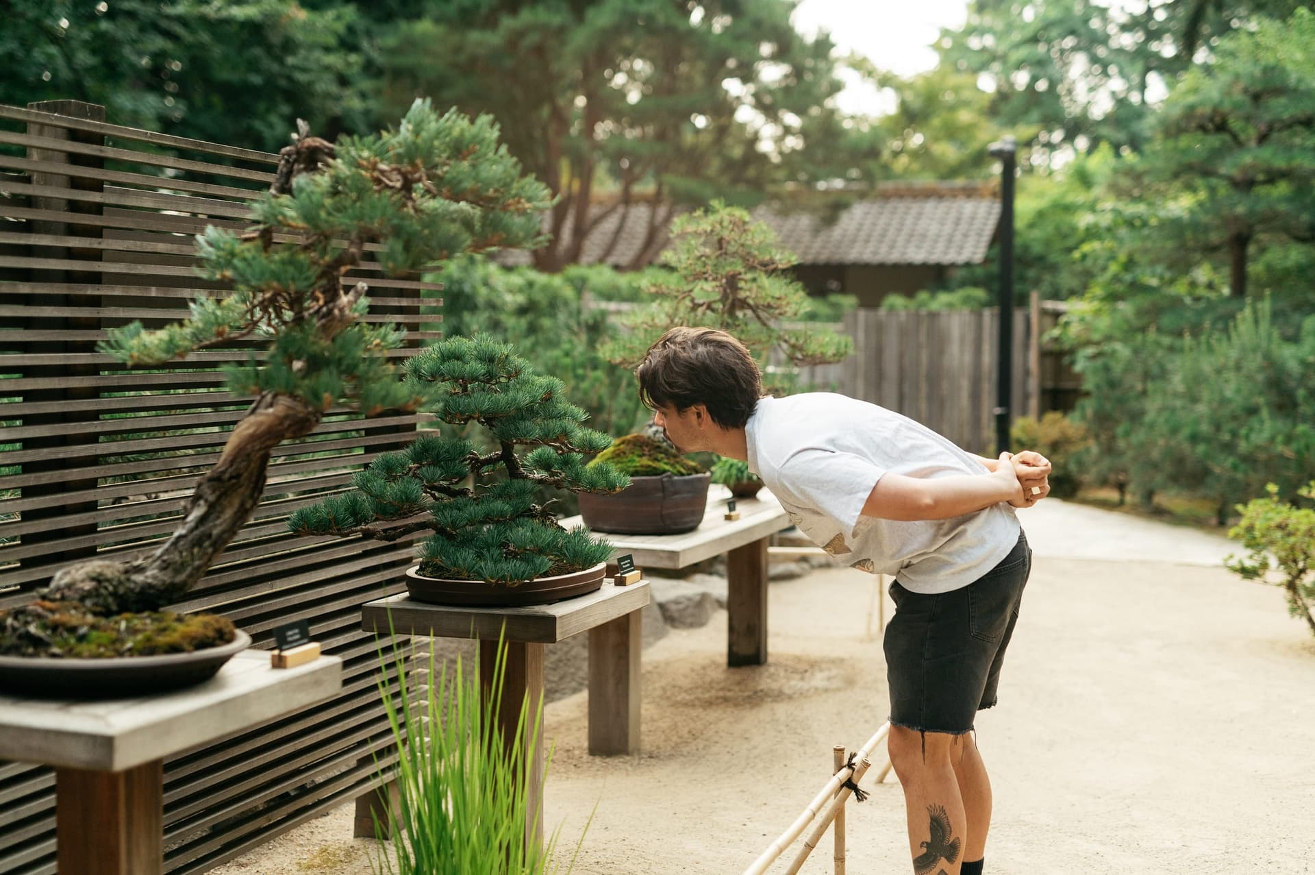 Portland Japanese Garden revives Bonsai Week with exhibits, demos, and events
