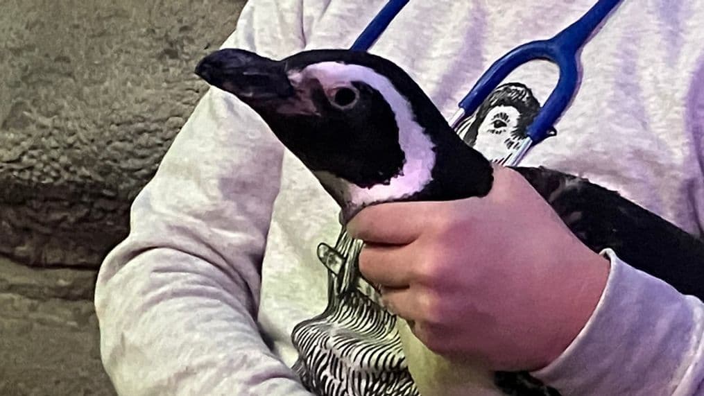 San Francisco Zoo Performs Annual Exams on 50+ Magellanic Penguins