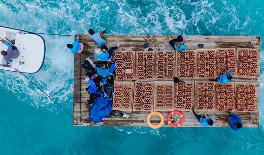 Maldives resort installs 3D-printed clay reef to fight coral bleaching
