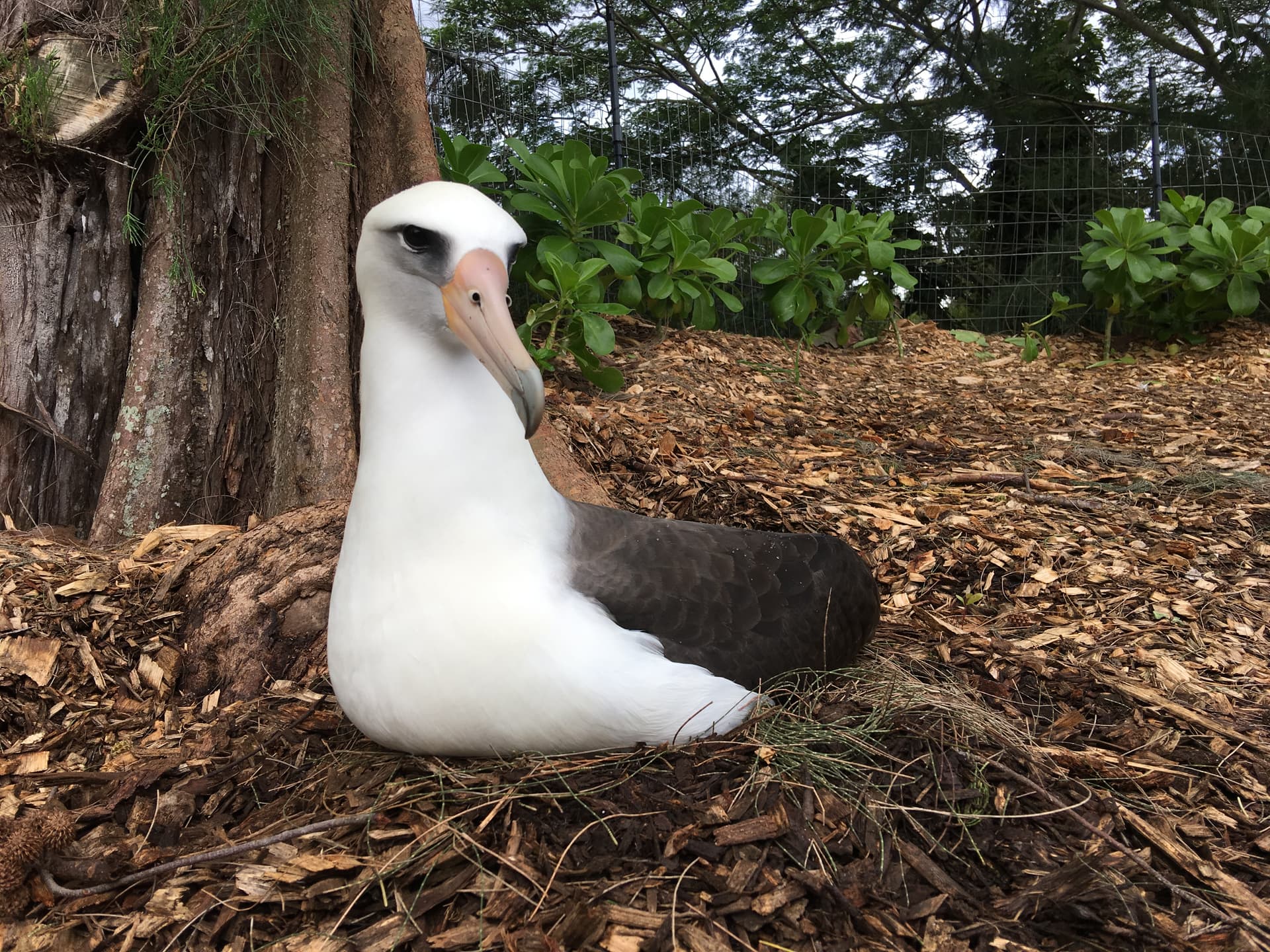 Princeville Moʻolelo Jan. 20: Mōlī Albatross Talk by Hob Osterlund