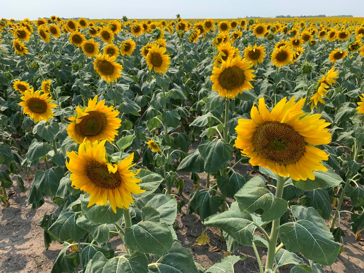 NDSU Webinar Offers Sunflower Production Guidance for Local Growers