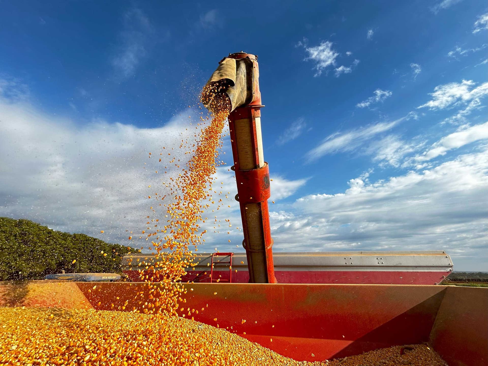 India’s record grain harvest boosts corn output for ethanol demand