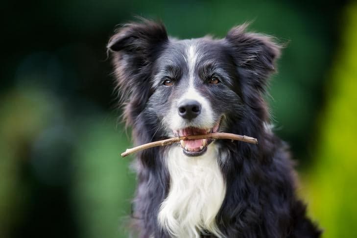 Border Collies Lead AKC List of Smart, High-Energy Dogs
