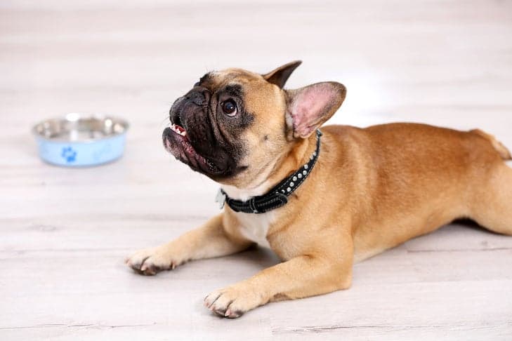 Teach hyperenergetic dogs emotional self-control through calm practice