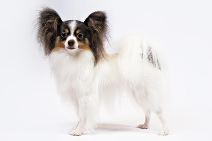 Papillons charm with brains and energy, but need plenty of training