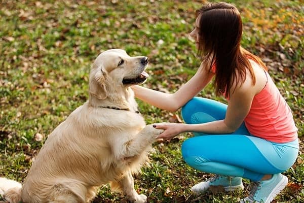 How to train hyperenergetic dogs like athletes safely