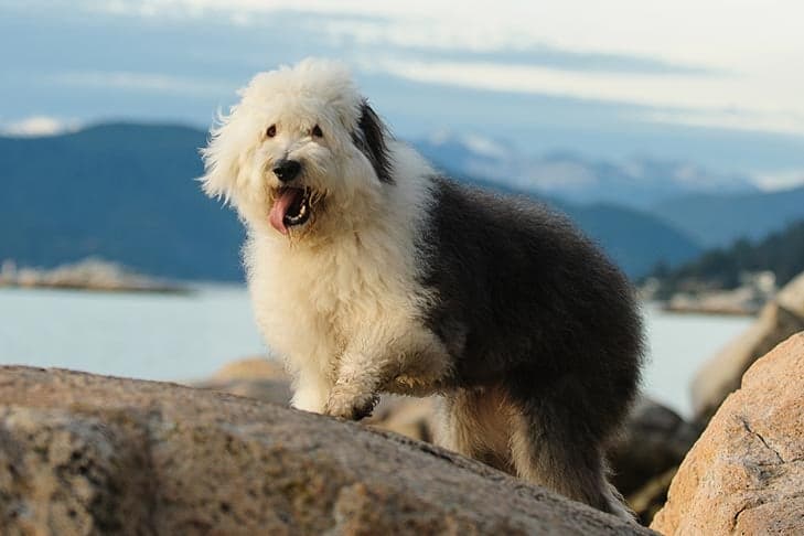 AKC guide shows Old English Sheepdog is gentle, agile and active