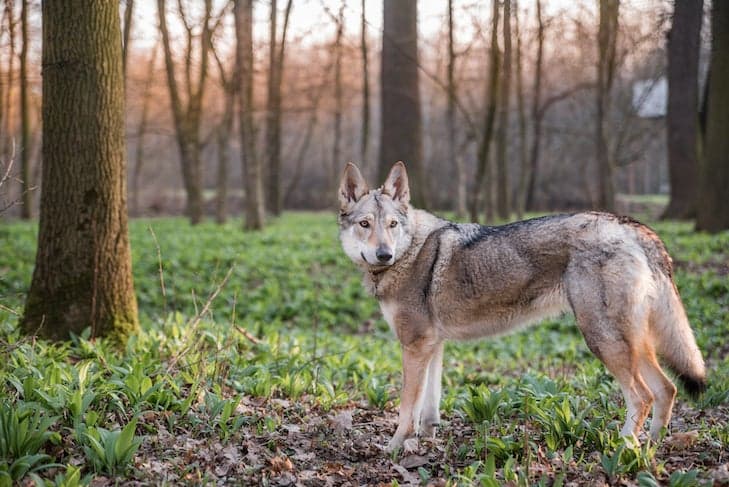 Czechoslovakian Vlciak needs serious exercise, challenge and constant engagement