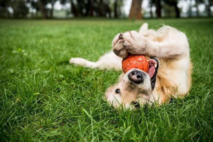 AKC Guide: Tailored Play Plans Balance Energy and Mental Enrichment