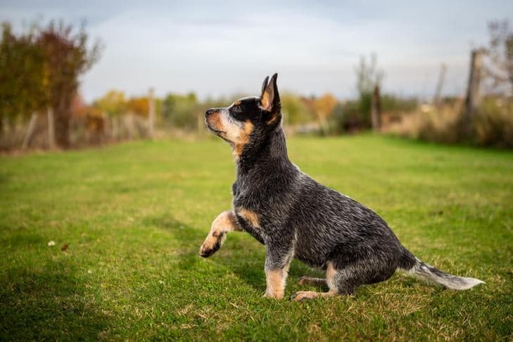 AKC profile spotlights Australian Cattle Dog for active owners