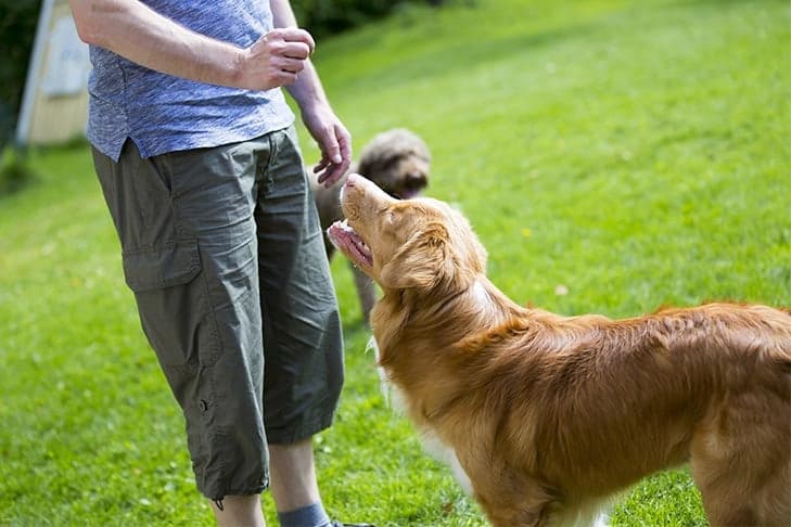 AKC says veterinary clearance should come first in dog fitness plans