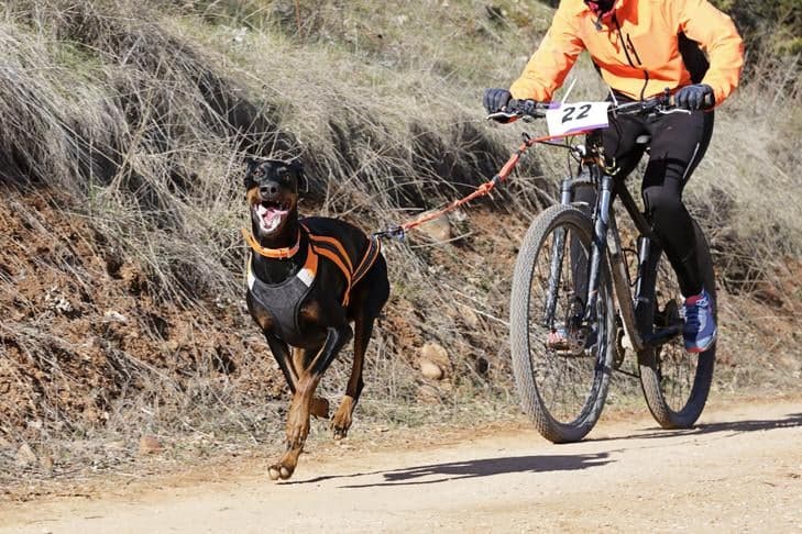 Bikejoring turns hyperenergetic dogs into focused trail athletes