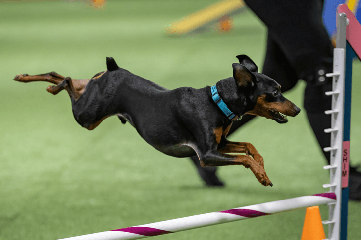 AKC launches team agility challenge, eight states battle in Philadelphia