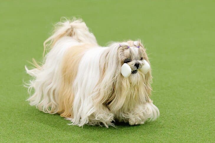 11-year-old Shih Tzu Tova returns to AKC obedience championship