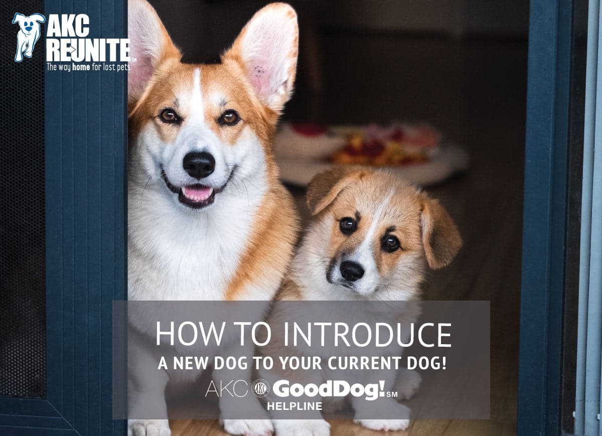 AKC guide helps owners introduce a new puppy to older dogs