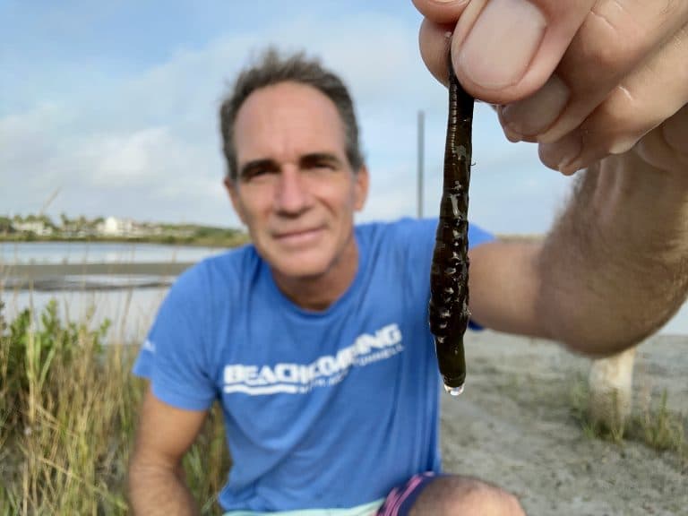 Beachcombing Report Highlights Lugworms, Low Tide Signs and Stewardship