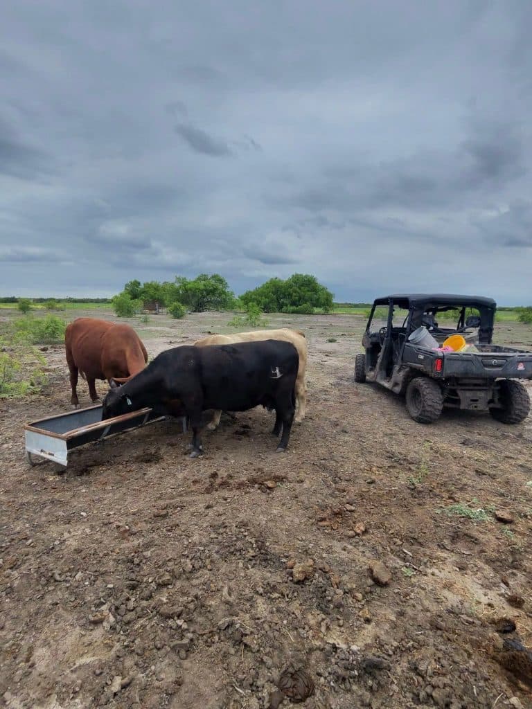Missing cattle in Orange Grove raise concerns across Jim Wells County