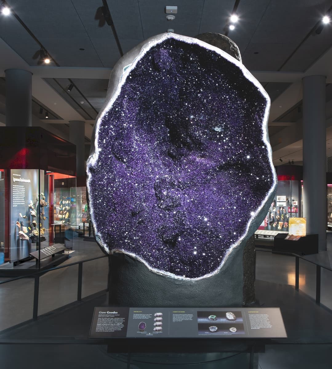 American Museum of Natural History to Showcase Sports Trophies, Rings, Medals
