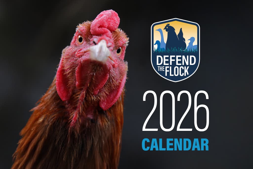 USDA planner urges backyard chicken owners to tighten flock biosecurity