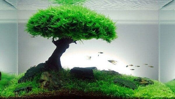 Java moss remains a staple for easy, versatile aquascaping