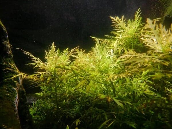Water sprite adds instant color, shelter, and versatility to aquariums