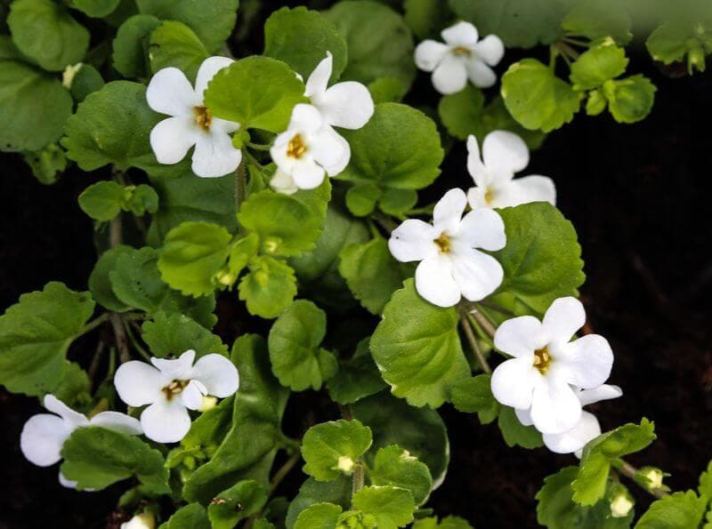Moneywort brings hardy, versatile growth to planted aquariums