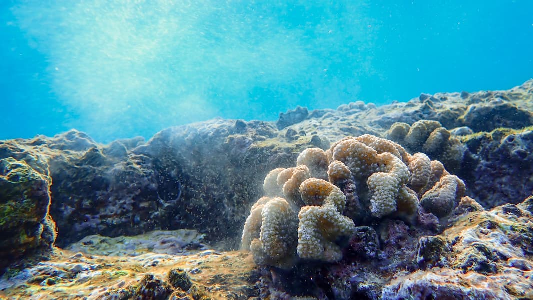 Kahaluu Bay coral spawning surges, signaling reef recovery in West Hawaii