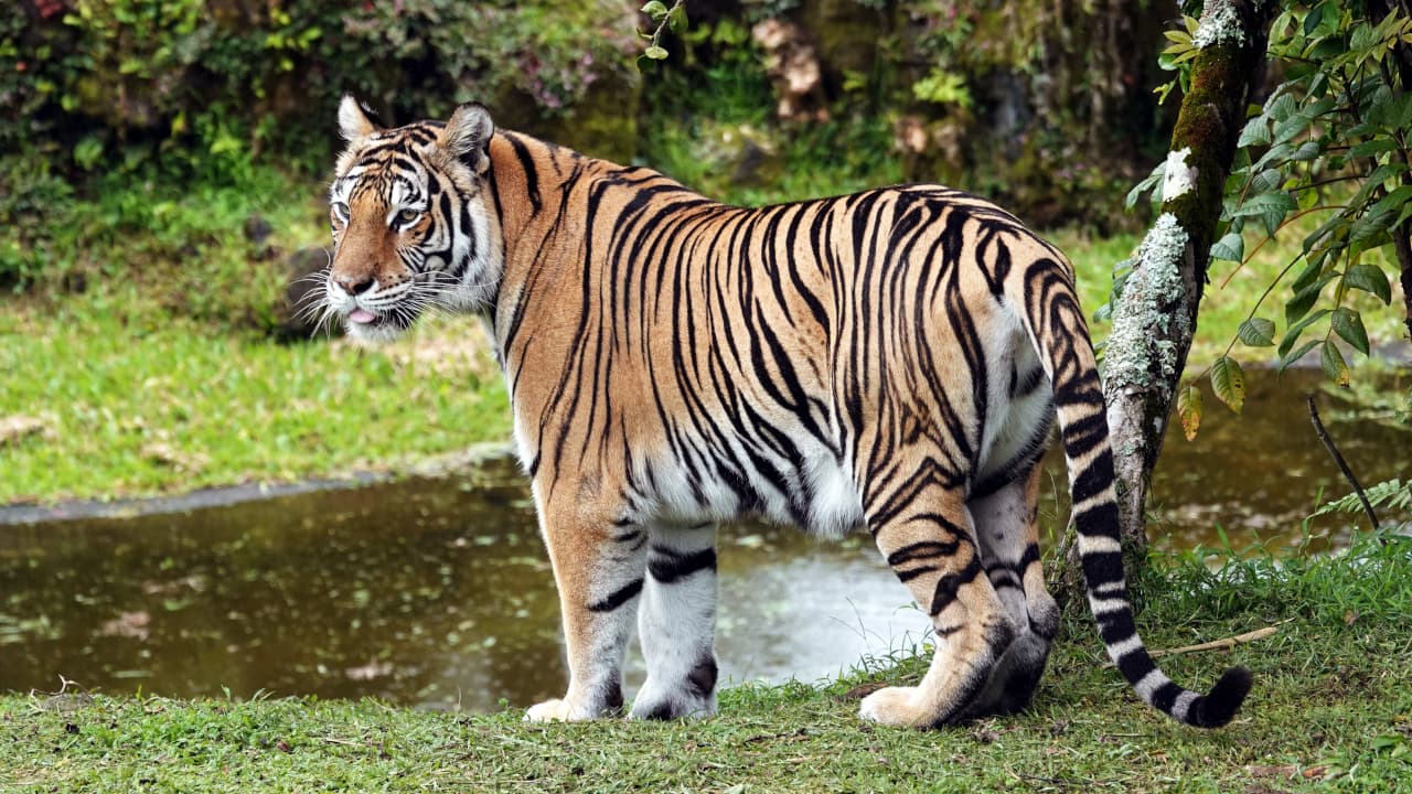 Free Tiger Fun Day returns to Panaewa Rainforest Zoo July 11