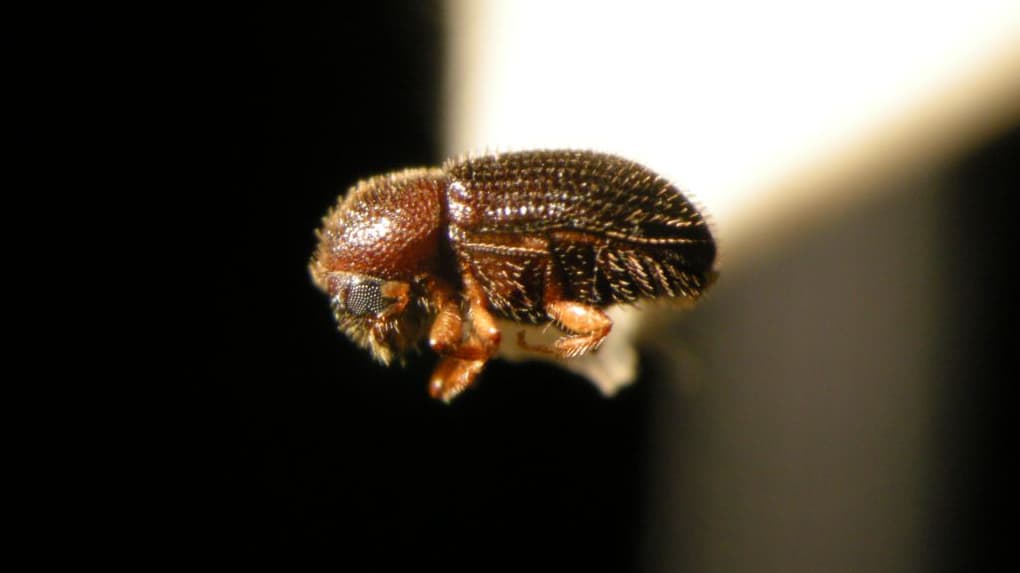 State widens coffee berry borer rules, Big Island already covered