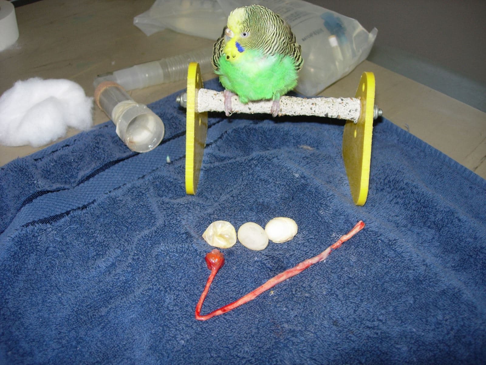 Bird vet warns excessive egg laying can endanger pet parrots