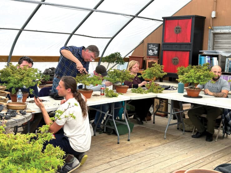Blithewold launches four-part bonsai course for beginners and intermediates