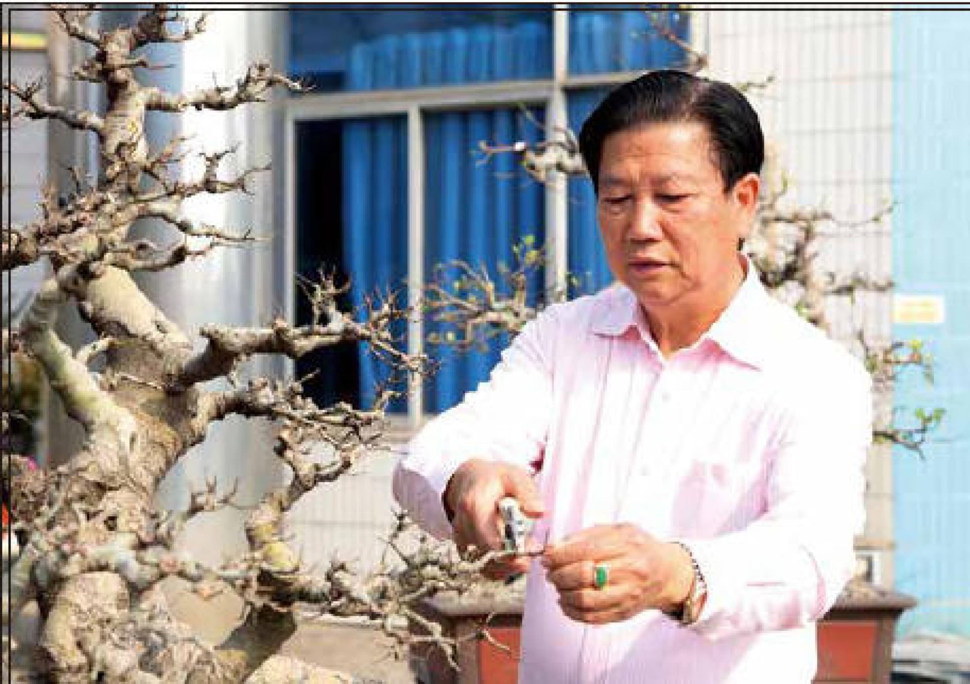 Bonsai clubs spotlight Lingnan style, clip-and-grow philosophy