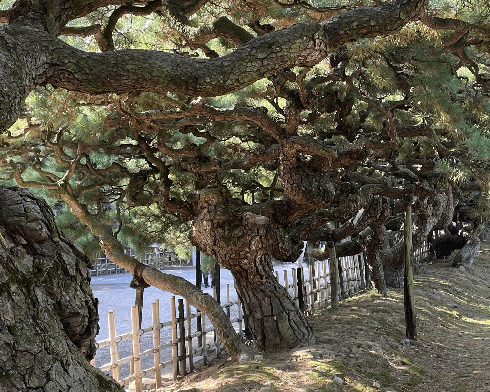 Ritsurin Garden shows bonsai artists the value of returning again