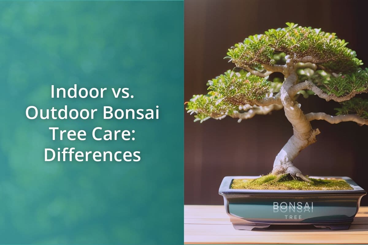 Outdoor vs Indoor Bonsai: Pick Species by Climate and Light Needs