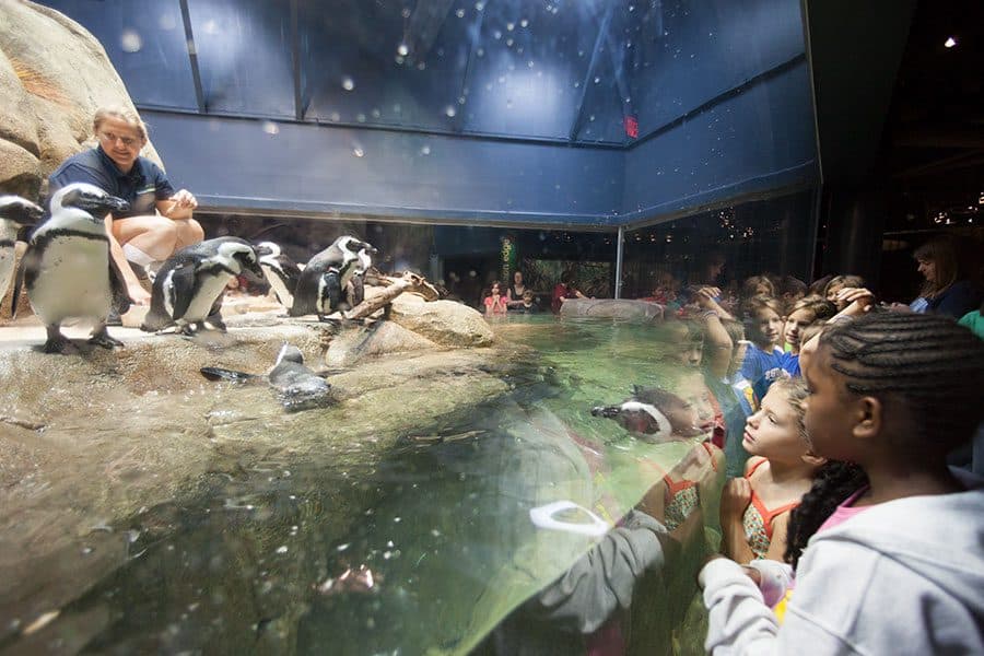 Greensboro Science Center Offers Year Round Family Learning and Play
