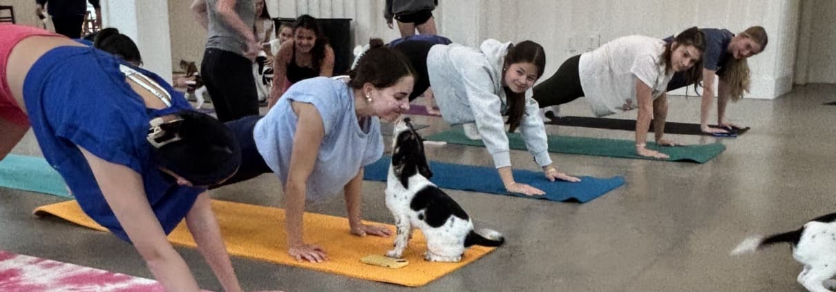 Furkids brings back summer puppy yoga series to fund rescue efforts