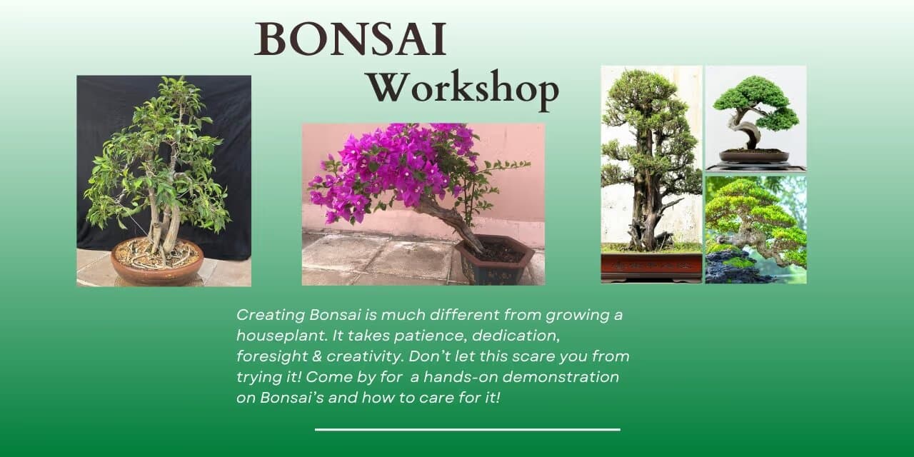 Lotus Bonsai Nursery Offers Hands-On Styling and Pruning Clinic This Spring