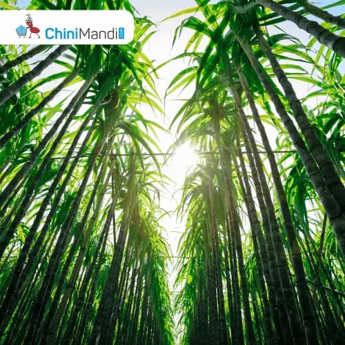 Zimbabwe backs 10-year sugarcane plan to expand ethanol and green industry