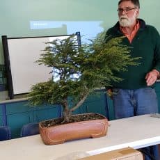 Cleveland Bonsai Club reviews annual show, prepares for next training meeting