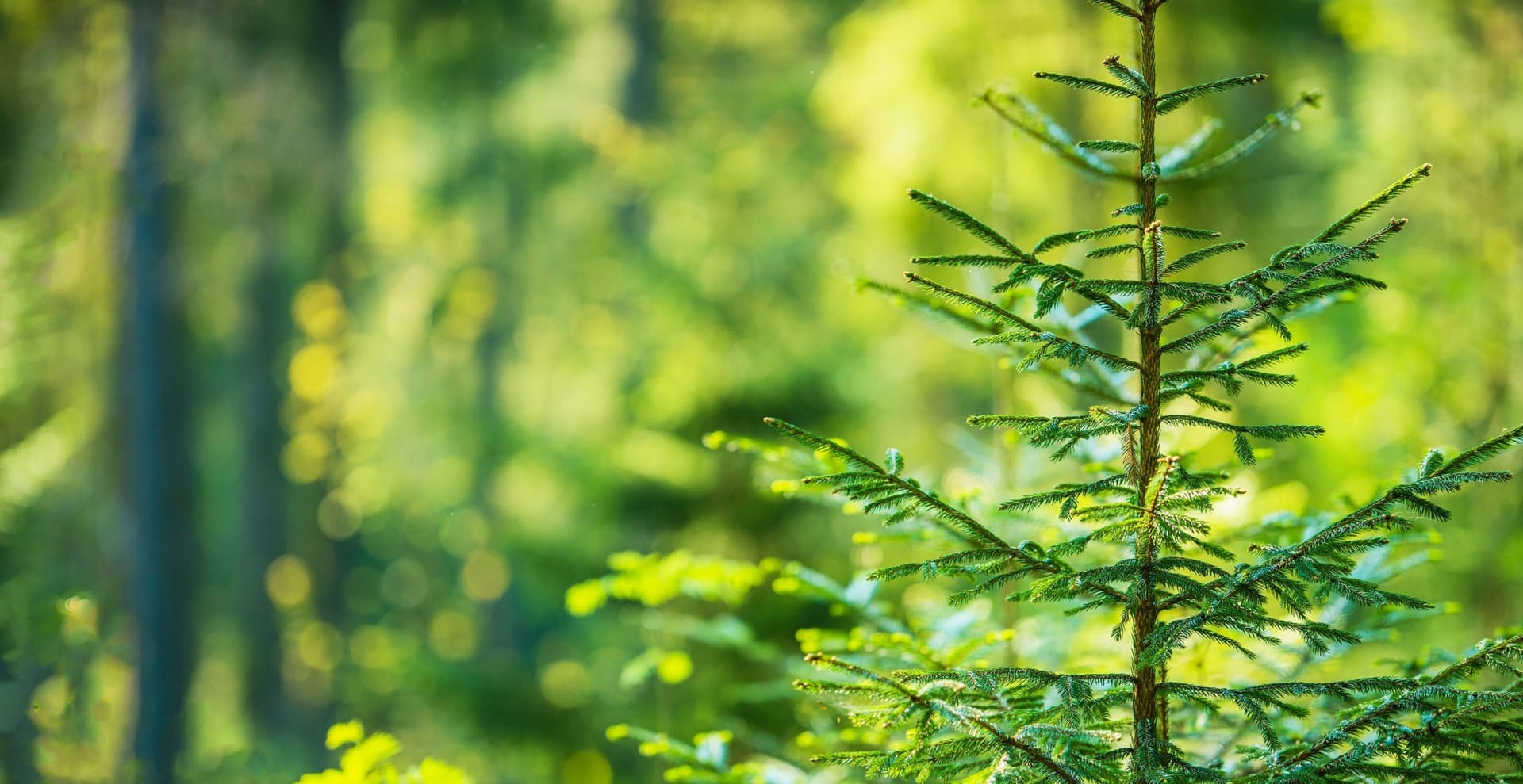 Lake County Native Tree and Shrub Sale Begins February 9, 2026