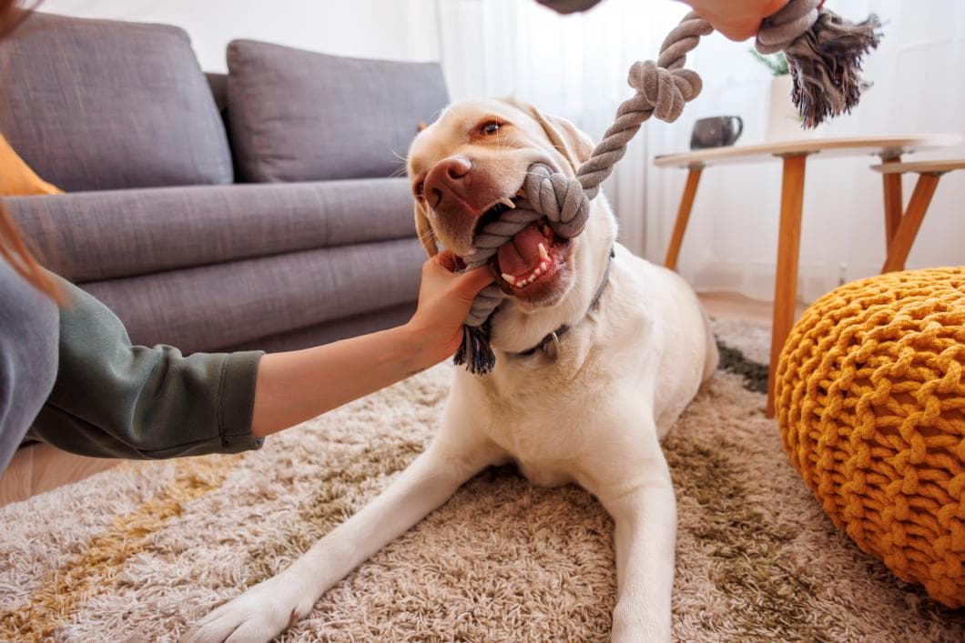 Arizona heat keeps high-energy dogs indoors, vets recommend enrichment