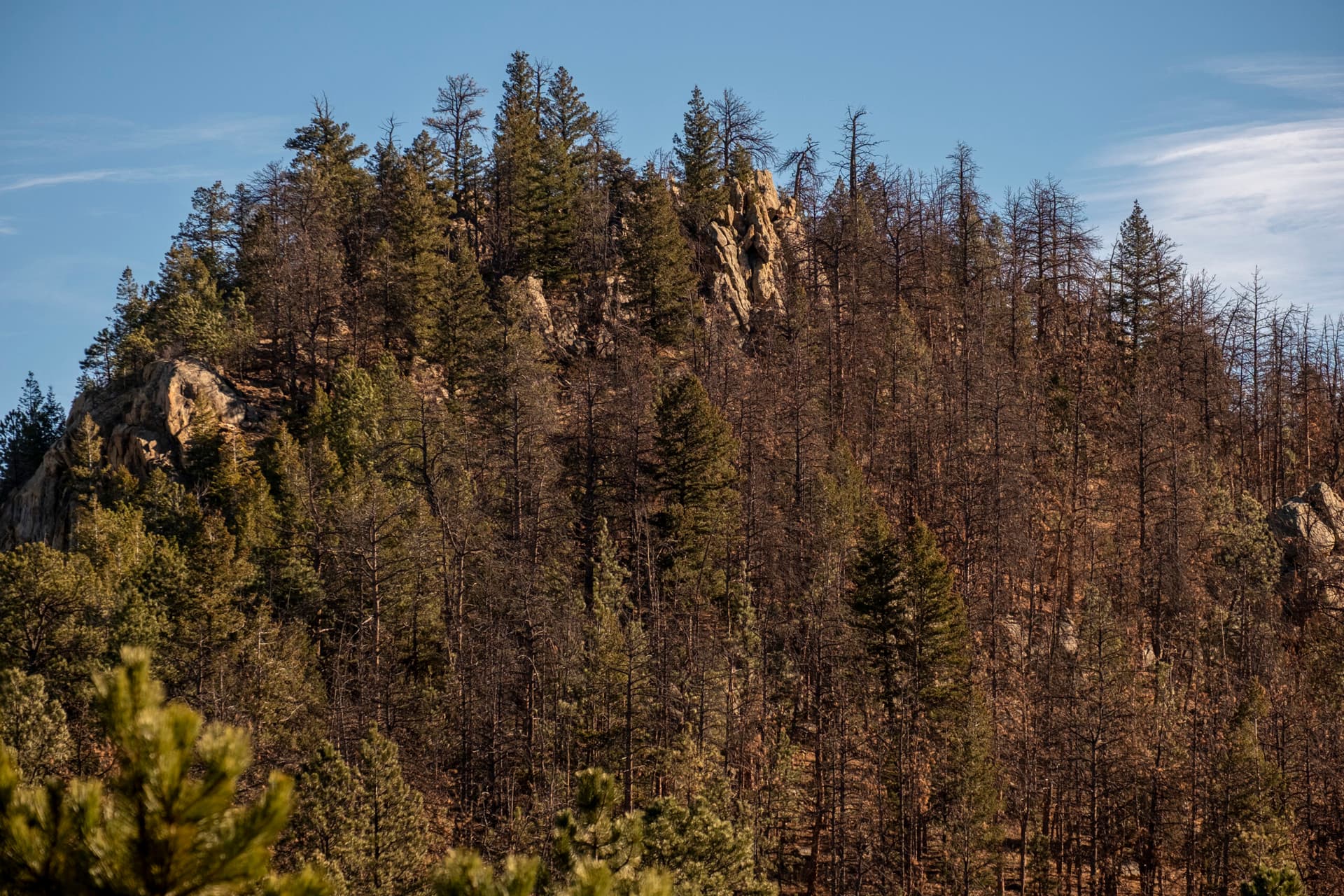 Pine Beetle Outbreak Threatens Douglas County Ponderosa Forests