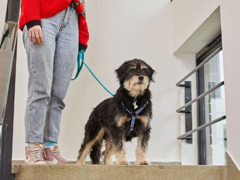 Apartment Living with High-Energy Dogs Requires Cognitive Work Not Just Cardio