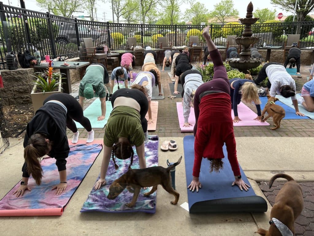 Harvest Seasonal Grill turns puppy yoga into summer series with rescue ties