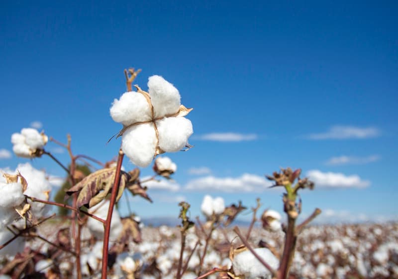 Avalo uses AI breeding to cut cotton water use and emissions