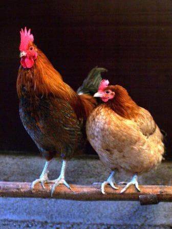Fairfax County outlines chicken permit rules, lot limits for backyard flocks